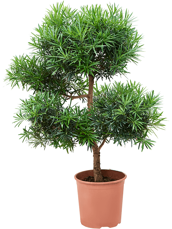Lush Kusamaki Podocarpus macrophyllus Indoor House Plants