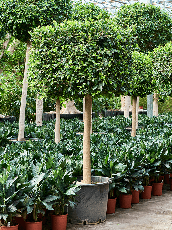 Lush Weeping Fig Ficus microcarpa ‘Nitida’ Tall Indoor House Plants Trees
