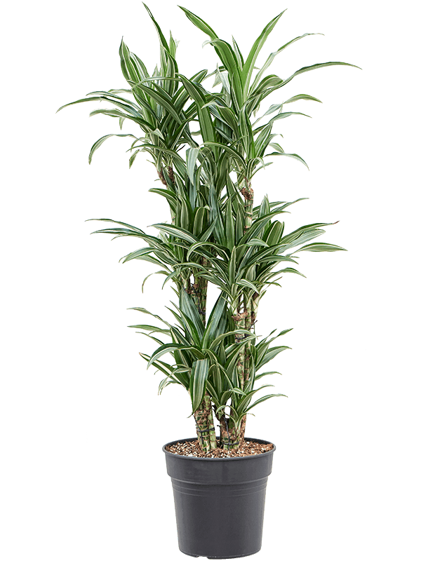 Easy-Care Corn Plant Dracaena fragrans 'Ulises' Tall Indoor House Plants Trees