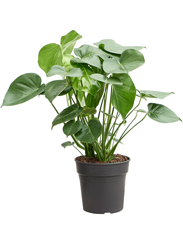 Shade-loving Swiss Cheese Plant Monstera deliciosa Indoor House Plants
