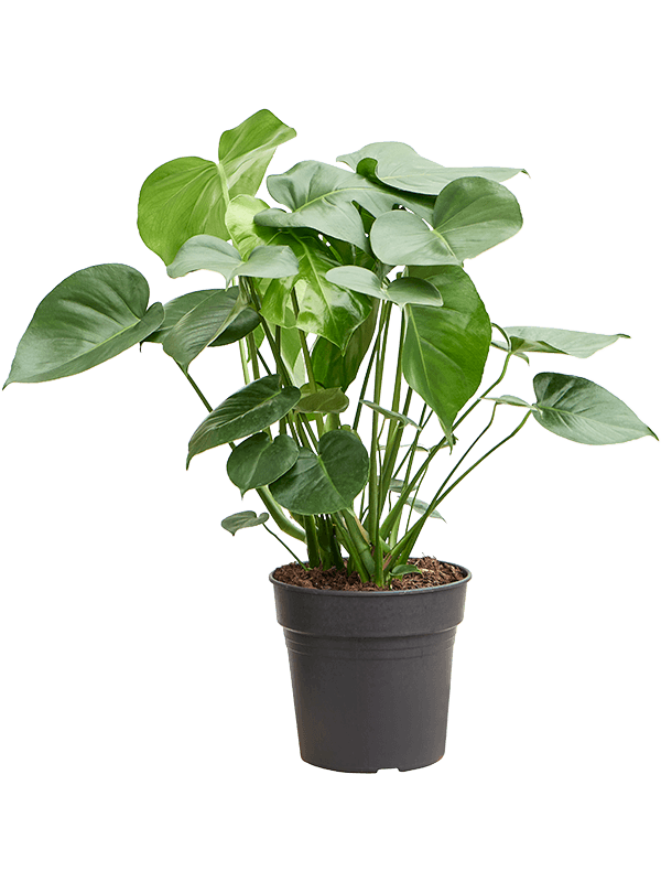 Shade-loving Swiss Cheese Plant Monstera deliciosa Indoor House Plants