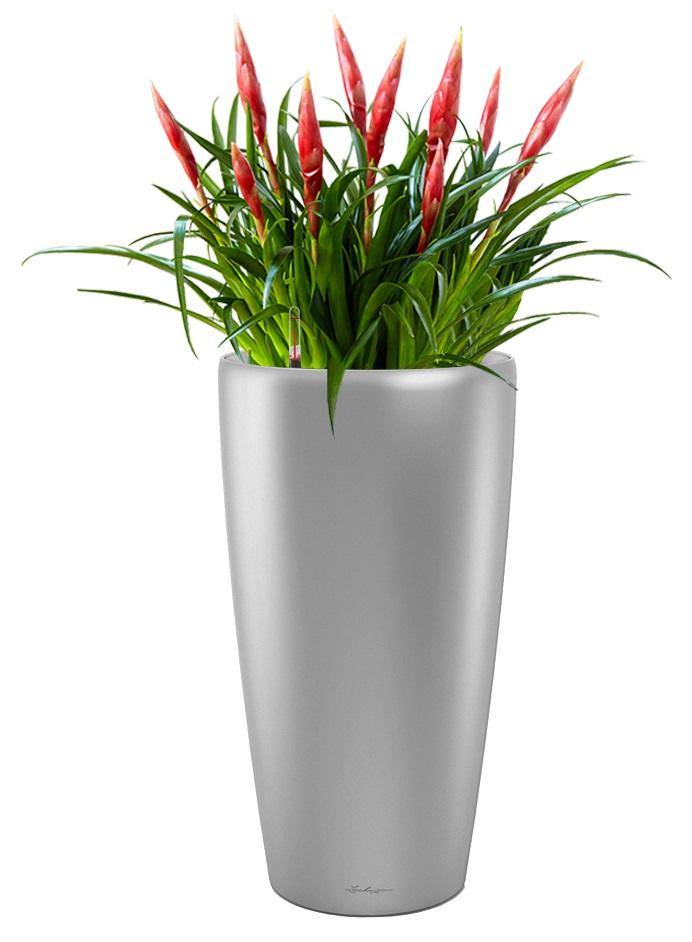 fashion fruit plant Passion Fruit Plant