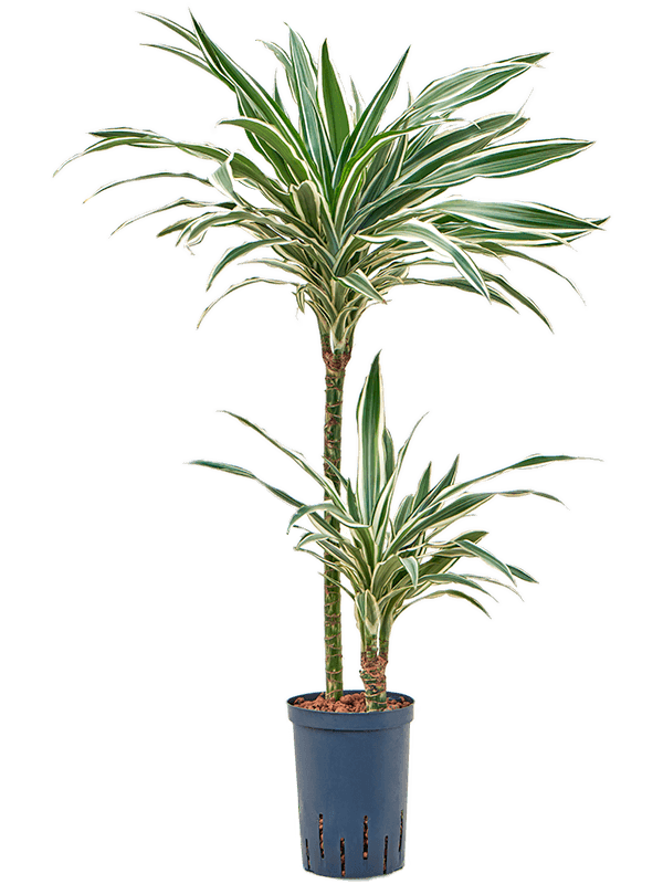 Easy-Care Corn Plant Dracaena fragrans 'White Stripe' Tall Indoor House Plants Trees