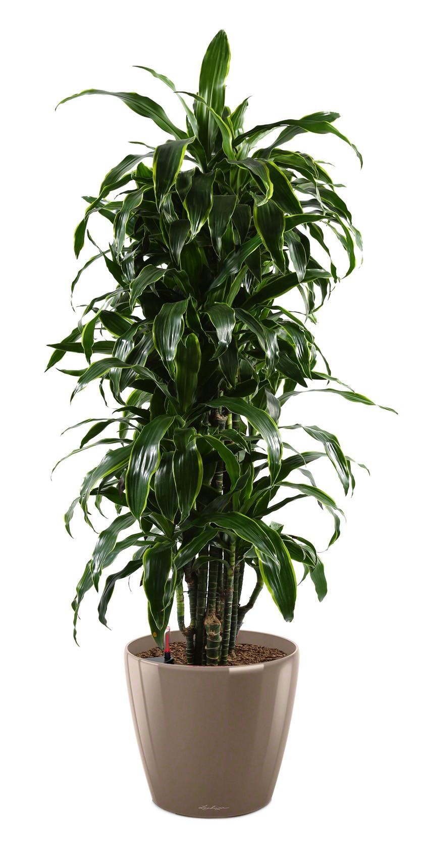 Dracaena Fragrans Arturo in LECHUZA CLASSICO LS 43 Self-watering Planter, Total Height 150 cm