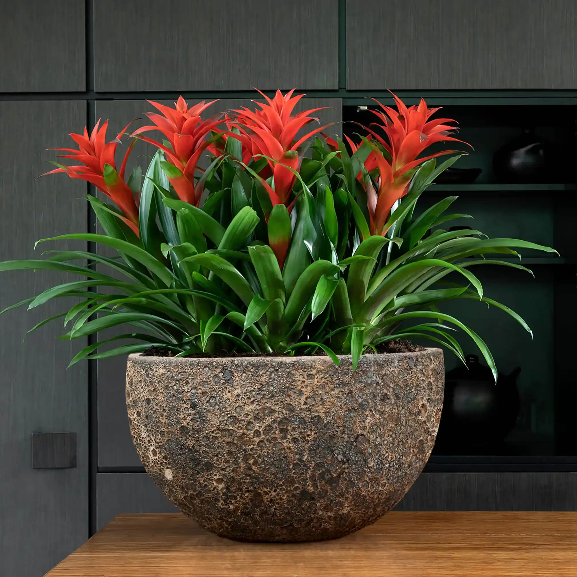 Lava Ceramic Bowl Planter | Indoor and Outdoor Plant Pot