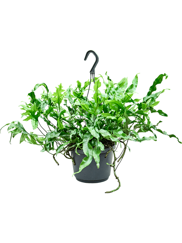 Easy-Care Kangaroo Foot Fern Microsorum diversifolium Indoor House Plants