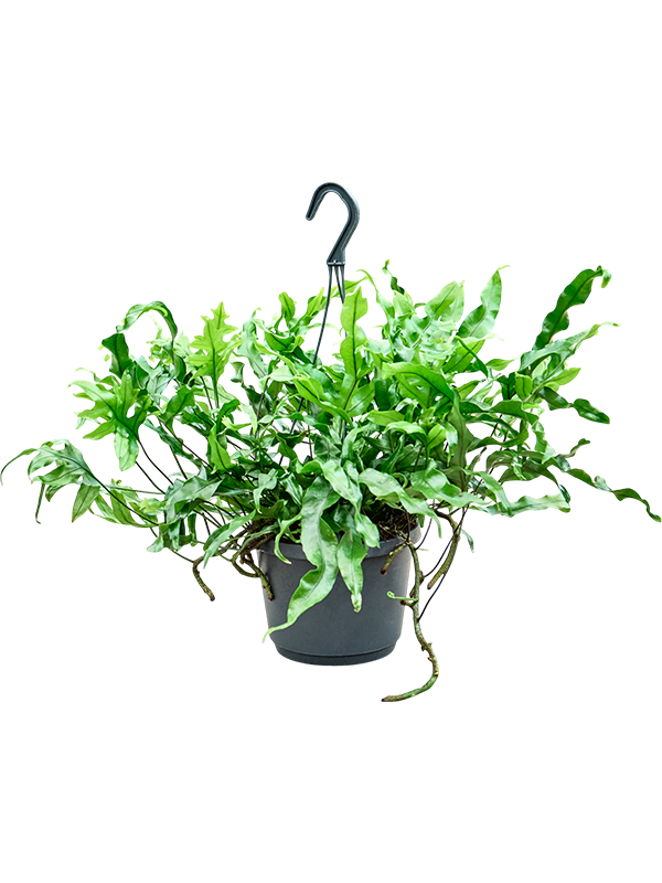 Easy-Care Kangaroo Foot Fern Microsorum diversifolium Indoor House Plants