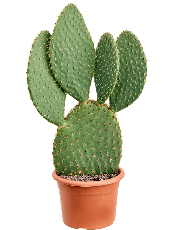 Easy-Care Prickly Pear Cactus Opuntia galapageia (60-80) Indoor House Plants