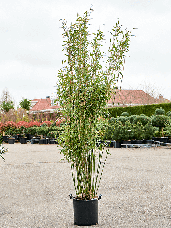 Fargesia murieliae 'Jumbo'