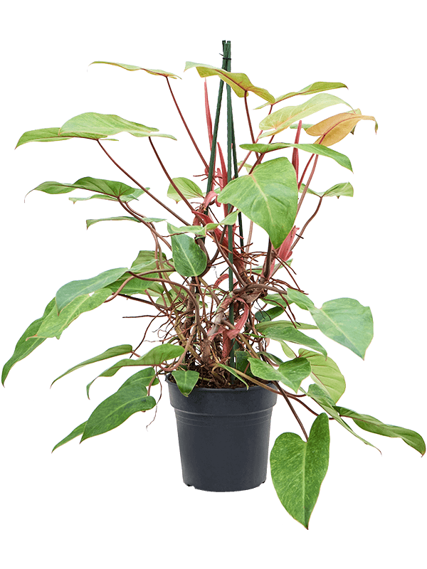 Lush Heart-Leaf Philodendron 'Painted Lady' Indoor House Plants