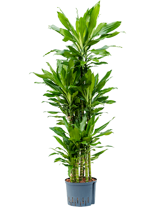 Vibrant Corn Plant Dracaena fragrans 'Burundii' Tall Indoor House Plants Trees