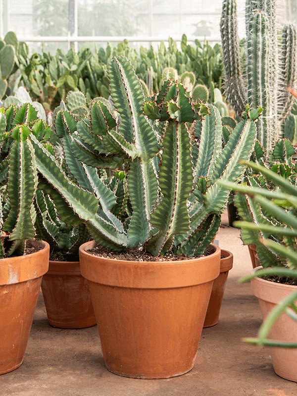 Photogenic African Milk Tree Euphorbia cooperi Indoor House Plants