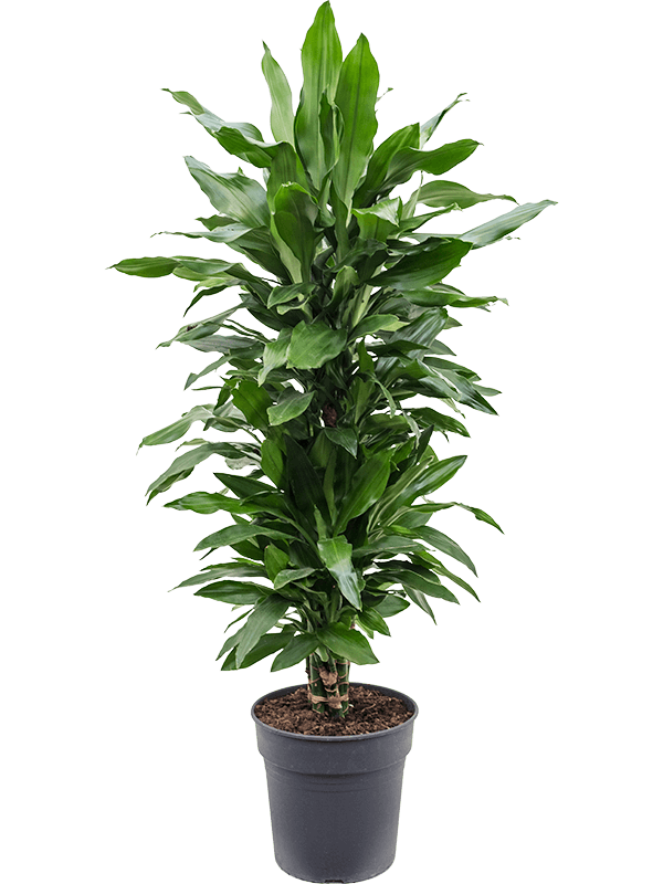 Easy-Care Corn Plant Dracaena fragrans 'Janet Lind' Tall Indoor House Plants Trees