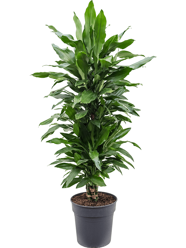 Easy-Care Corn Plant Dracaena fragrans 'Janet Lind' Tall Indoor House Plants Trees