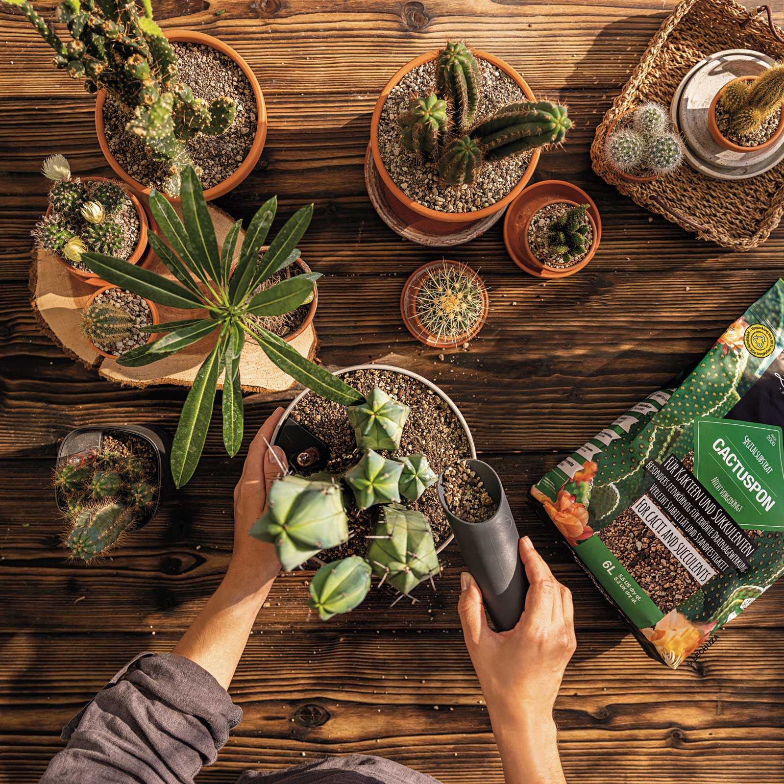 LECHUZA CACTUSPON Fine Grain Mineral Substrate for all Cacti and  Succulents, 6L - from 12.34 | Getpotted.com
