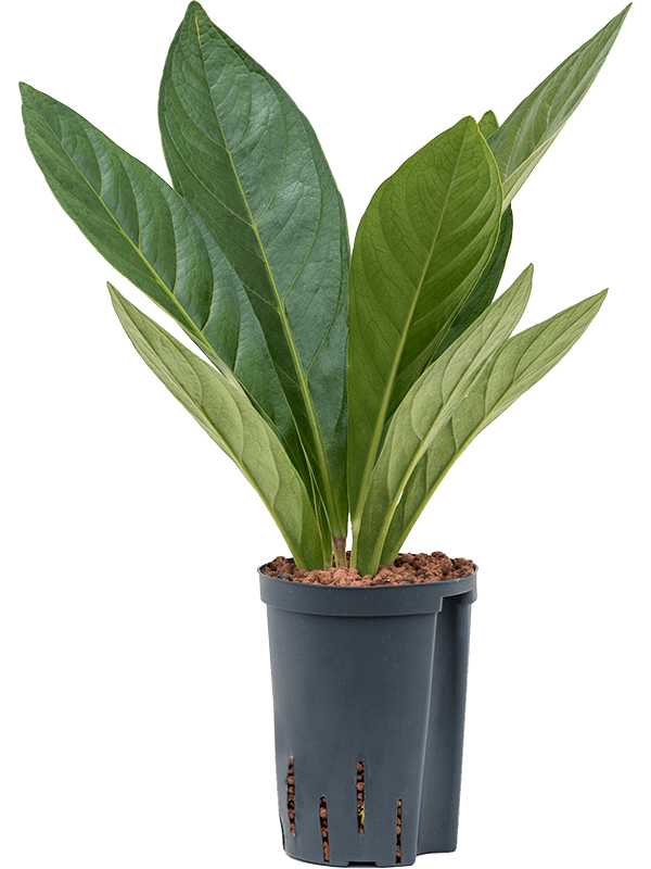 Lush Flamingo Flower Anthurium elipticum 'Jungle' hybriden Indoor House Plants