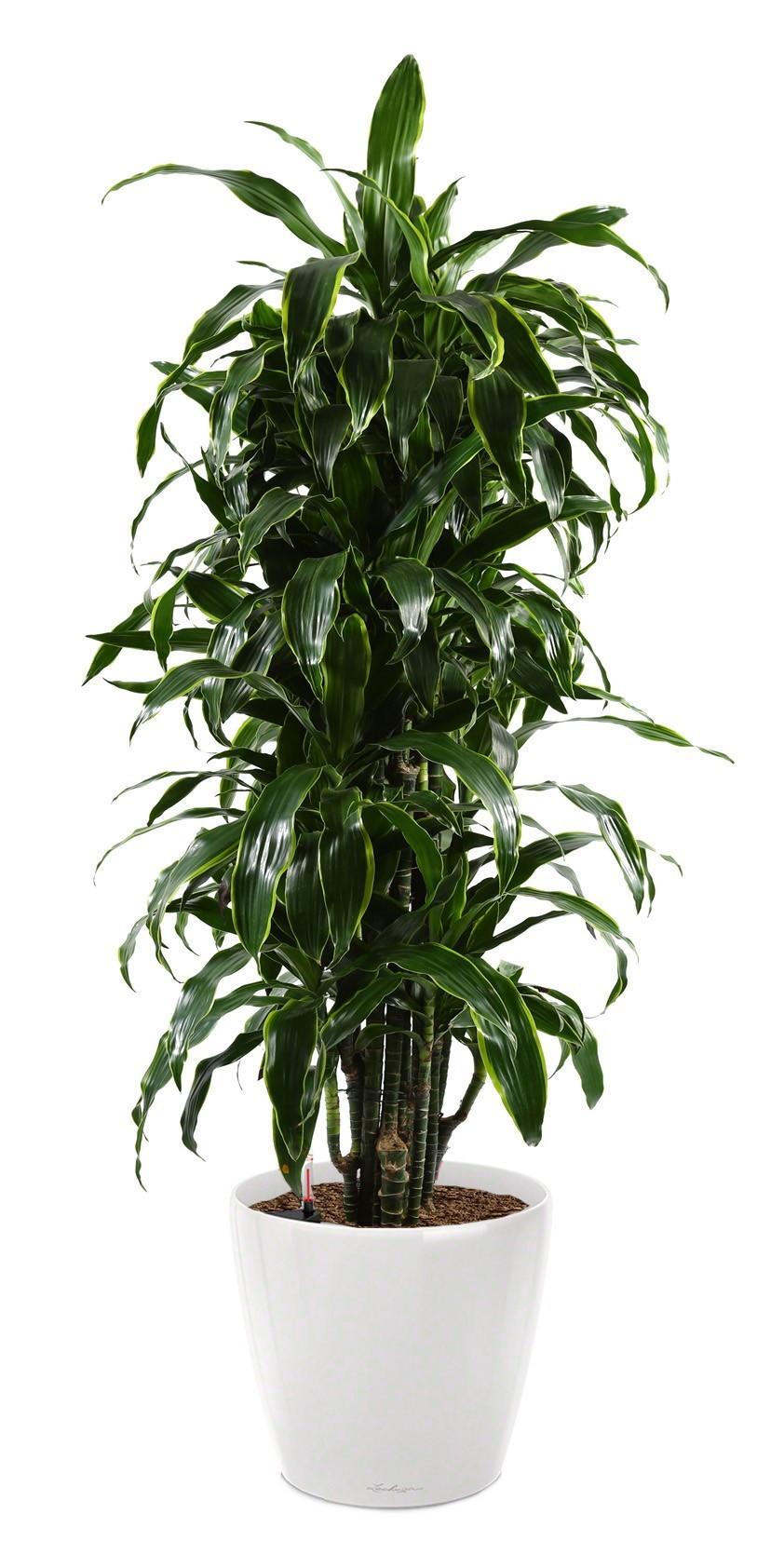 Dracaena Fragrans Arturo in LECHUZA CLASSICO LS 43 Self-watering Planter, Total Height 150 cm
