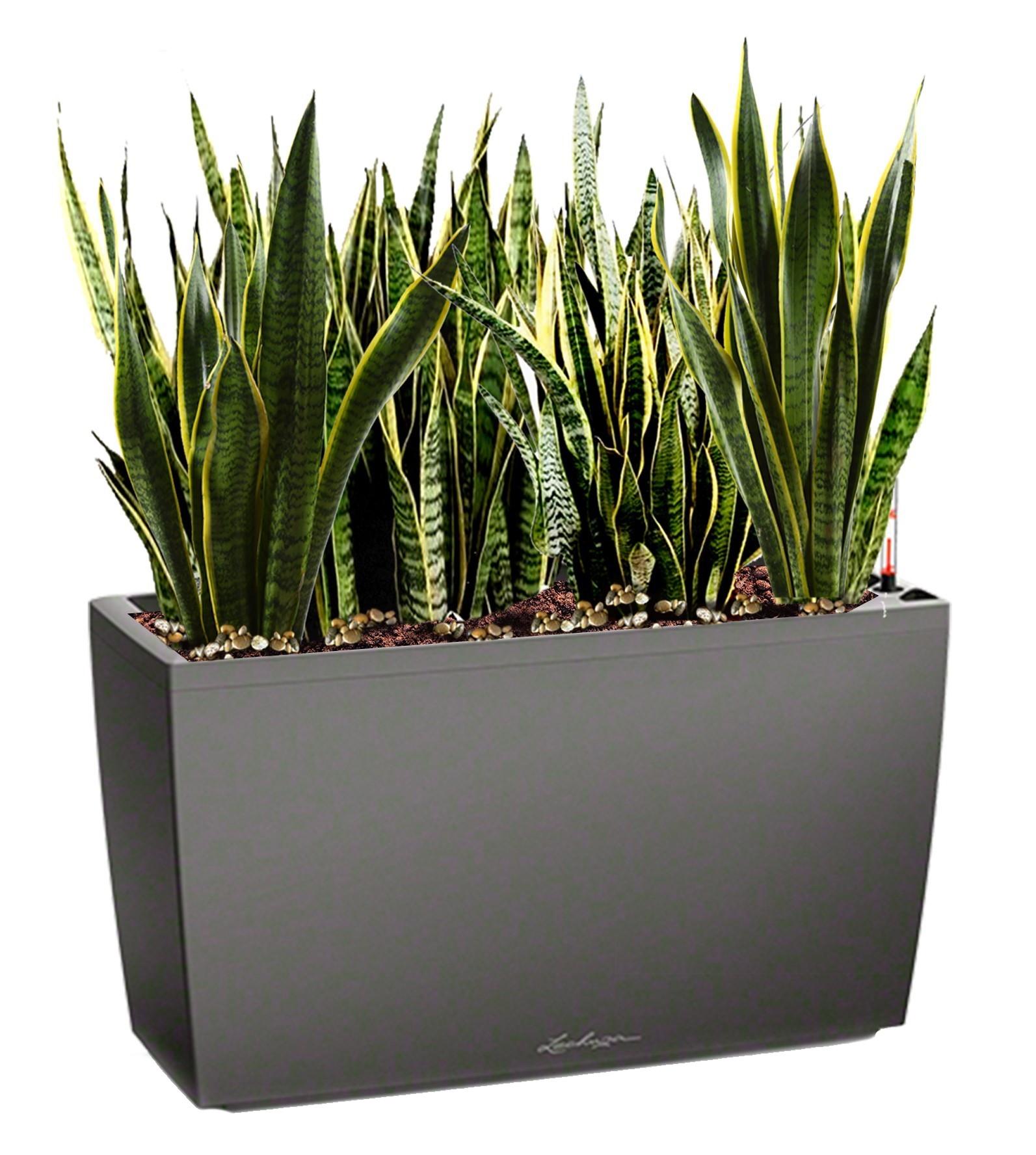 Sansevieria Green Wall in LECHUZA CARARO Self-watering Planter, Total Height 80 cm