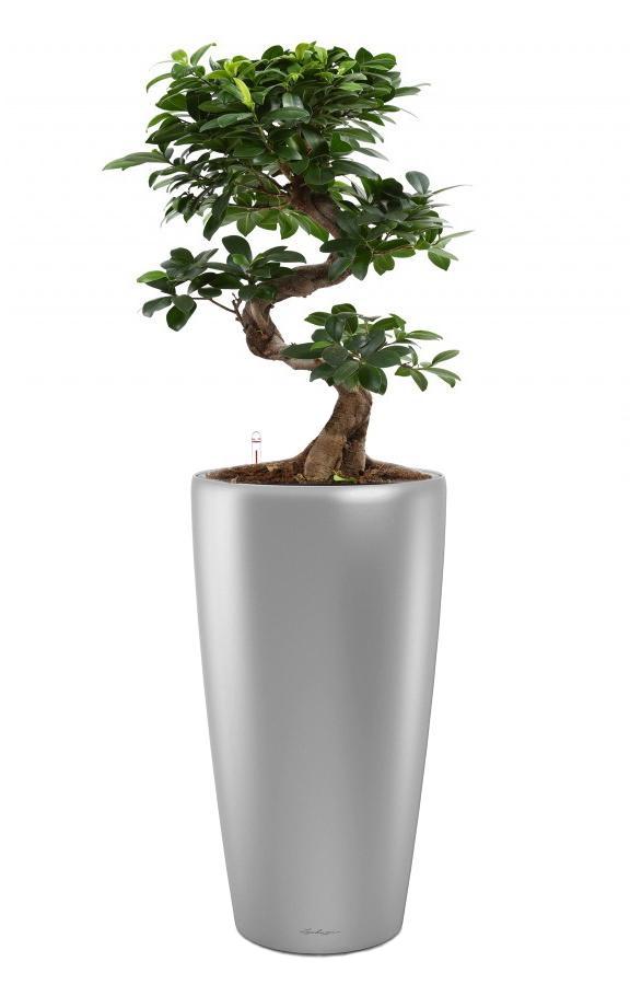 Ficus Microcarpa in LECHUZA RONDO Self-watering Planter, Total Height 120 cm