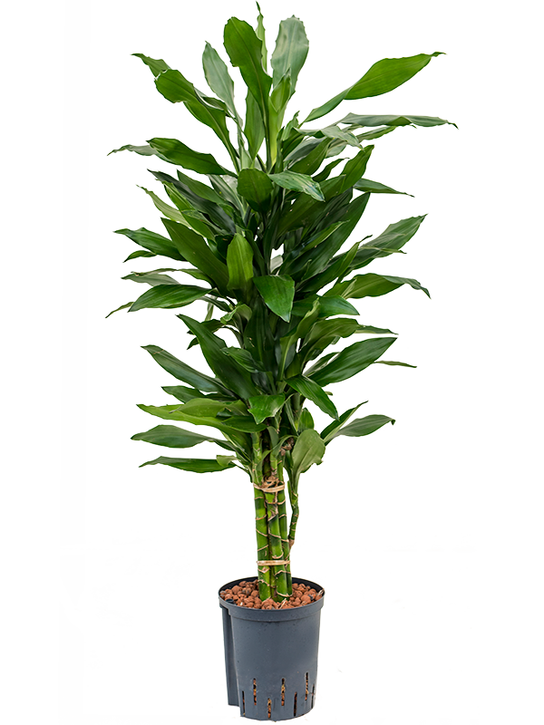 Easy-Care Corn Plant Dracaena fragrans 'Janet Lind' Tall Indoor House Plants Trees