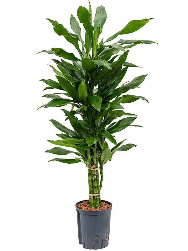 Easy-Care Corn Plant Dracaena fragrans 'Janet Lind' Tall Indoor House Plants Trees