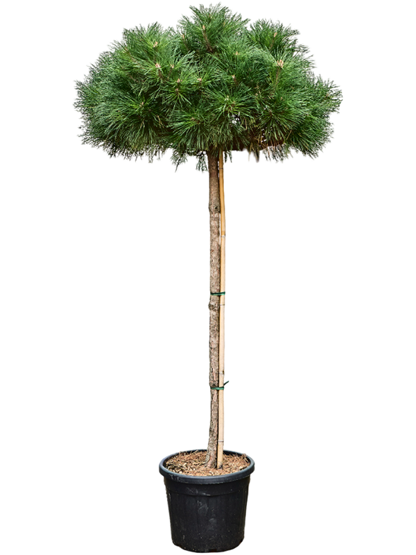 Pinus nigra 'Brepo'