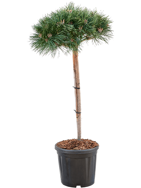 Pinus nigra 'Brepo'