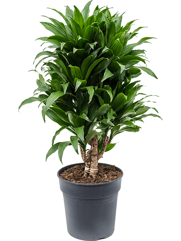 Easy-Care Corn Plant Dracaena fragrans 'Compacta' Indoor House Plants