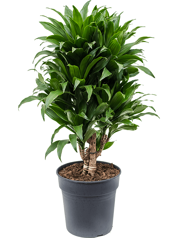 Easy-Care Corn Plant Dracaena fragrans 'Compacta' Indoor House Plants