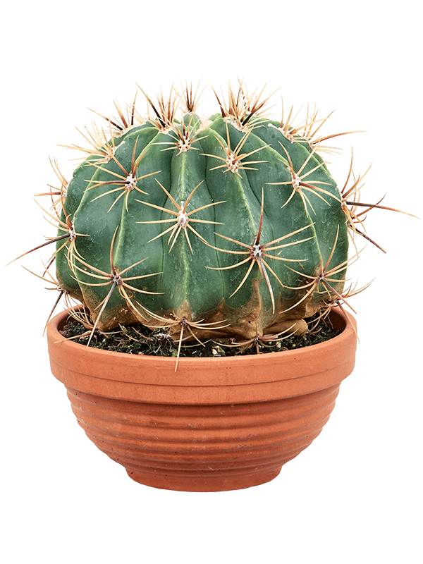Cute Blue Barrel Cactus Ferocactus horridus brevispinus Indoor House Plants