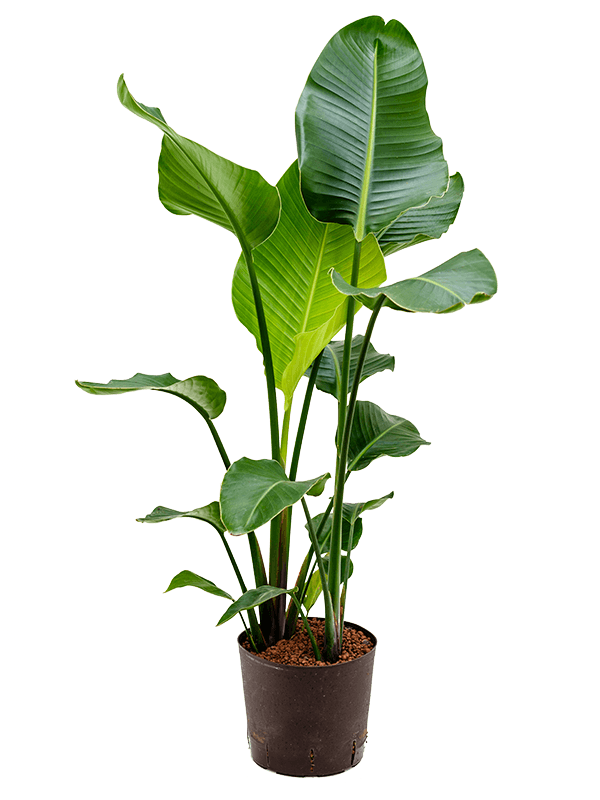 Tropical Bird of Paradise Strelitzia nicolai Indoor House Plants