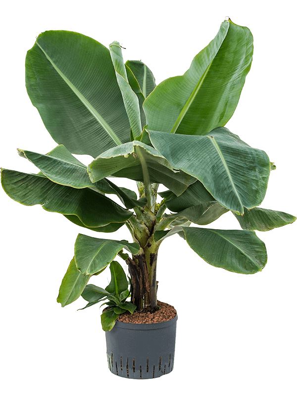 Lush Banana Plant Musa 'Dwarf Cavendish' Tall Indoor House Plants Trees