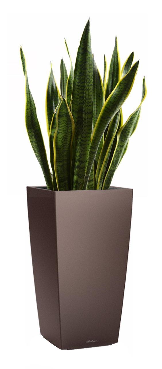 Sansevieria Laurentii in LECHUZA CUBICO Self-watering Planter, Total Height 80 cm