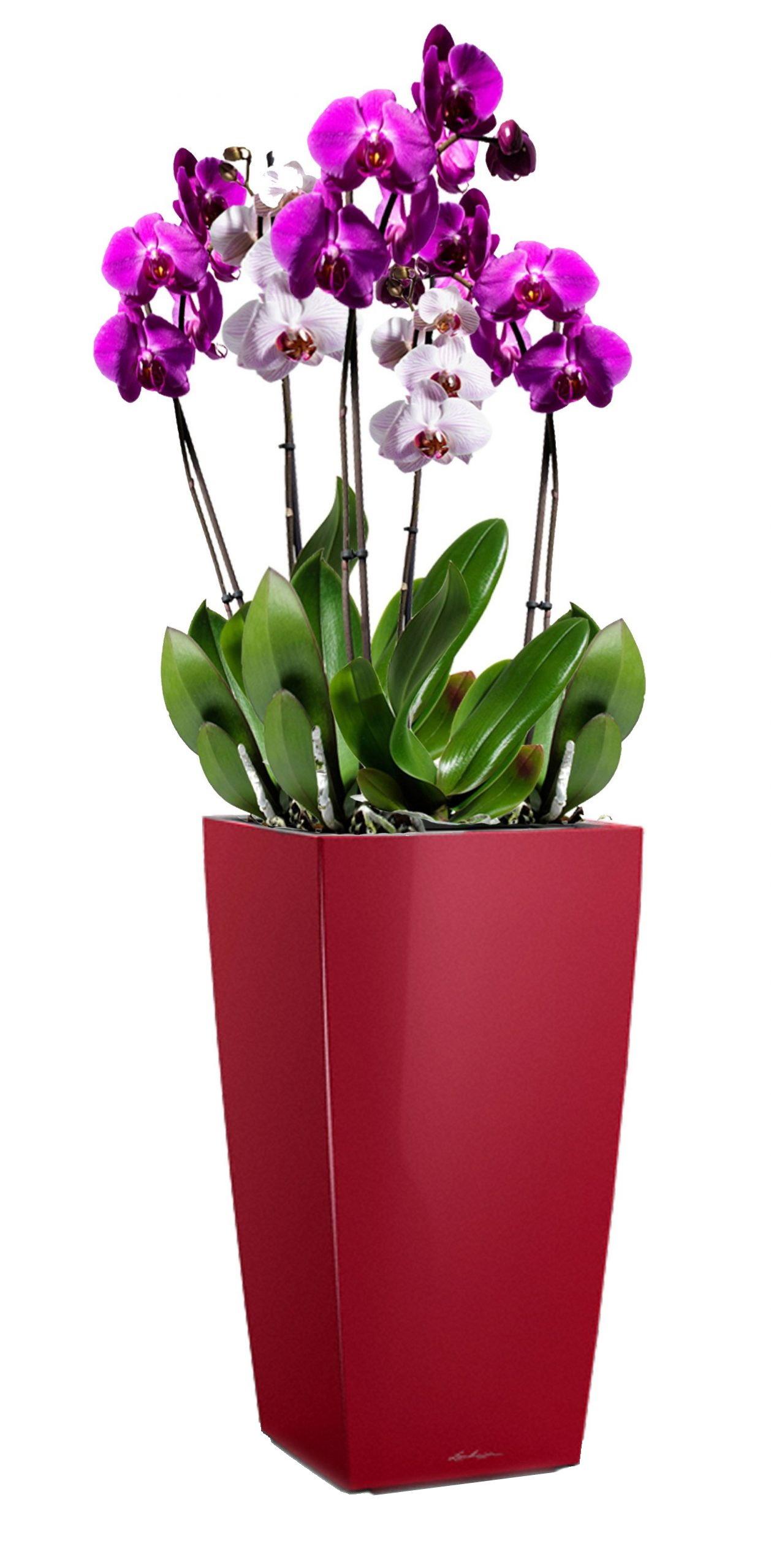 Blooming Lilac Orchid in LECHUZA CUBICO Self-watering Planter, Total Height 80 cm
