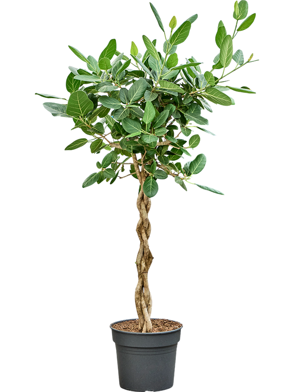 Lush Banyan Fig Ficus benghalensis 'Audrey' Indoor House Plants