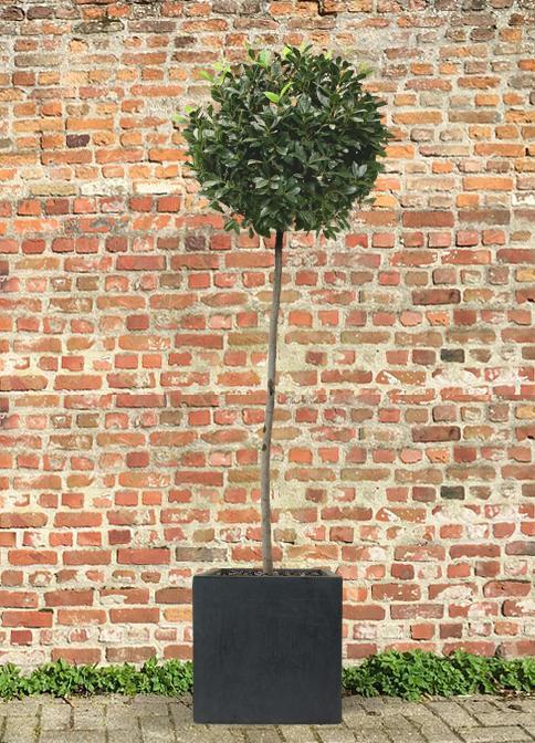 IDEALIST Lite Square Box Contemporary Light Concrete Planter