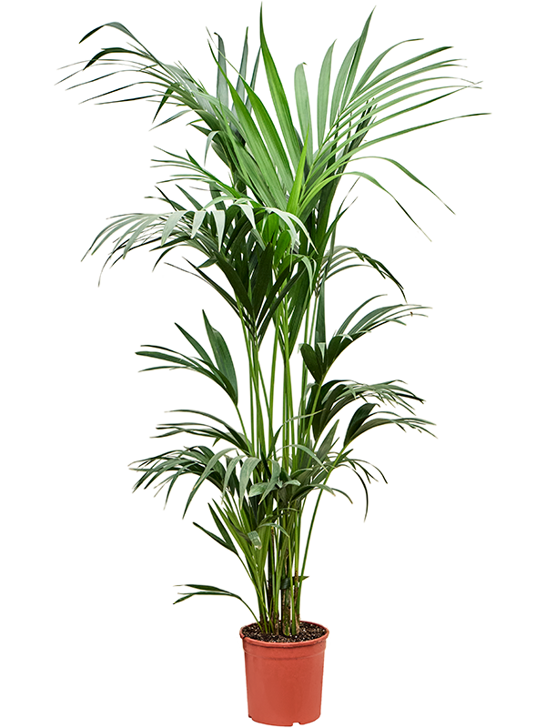 Lush Sentry Palm Kentia (Howea) forsteriana Indoor House Plants