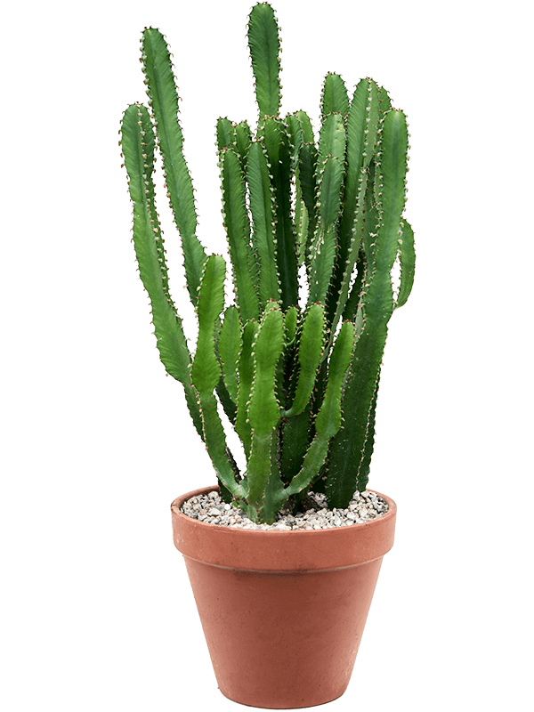 Showy African Milk Tree Euphorbia triangularis Indoor House Plants