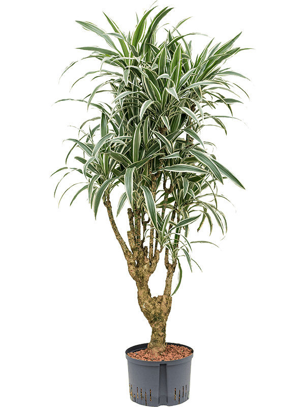 Graceful Dragon Tree Dracaena deremensis 'White Stripe' Indoor House Plants