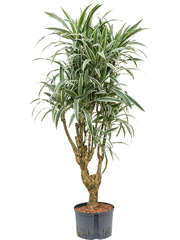 Graceful Dragon Tree Dracaena deremensis 'White Stripe' Indoor House Plants