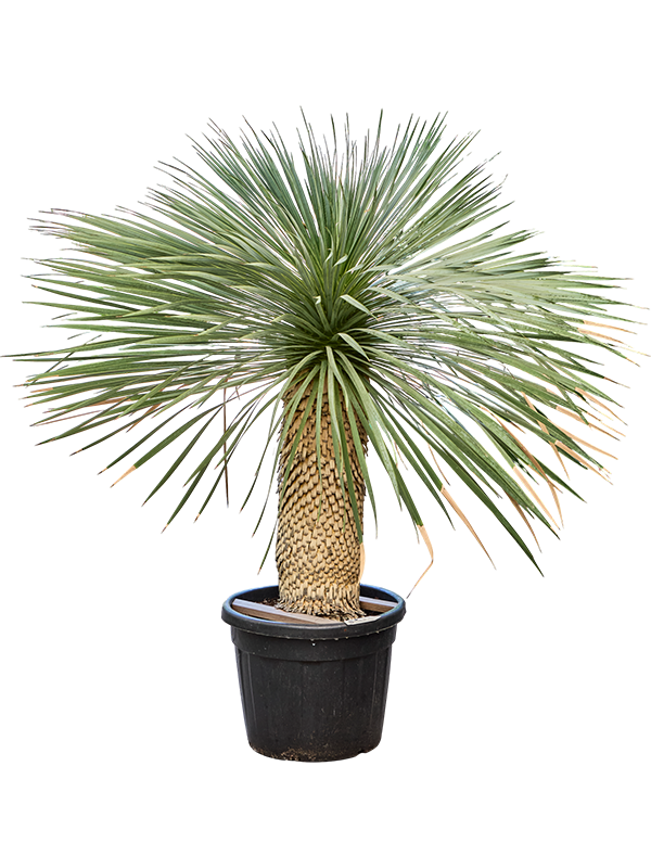 Photogenic Beaked Blue Yucca rostrata (170-200) Indoor House Plants