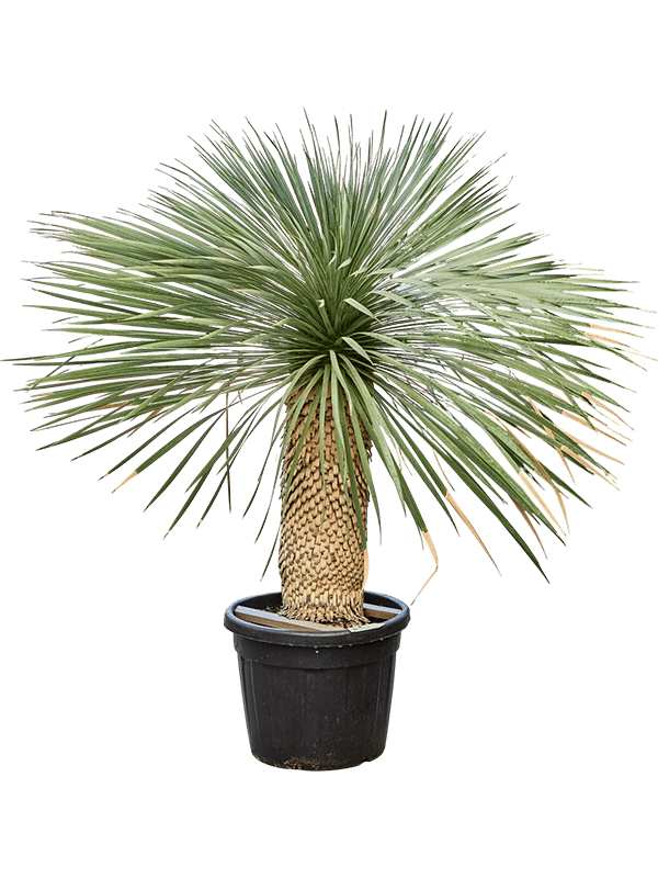 Photogenic Beaked Blue Yucca rostrata (170-200) Indoor House Plants