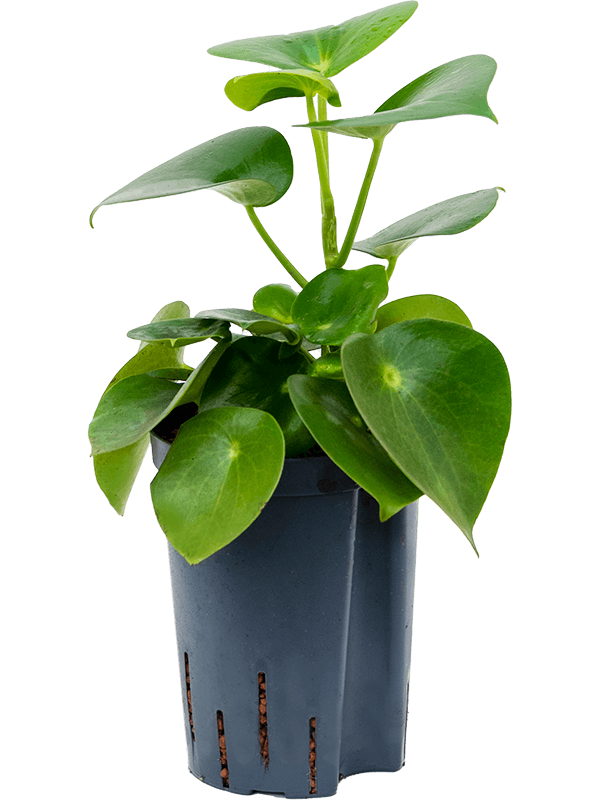 Easy-Care Radiator Plant Peperomia polybotrya 'Raindrop'p Indoor House Plants