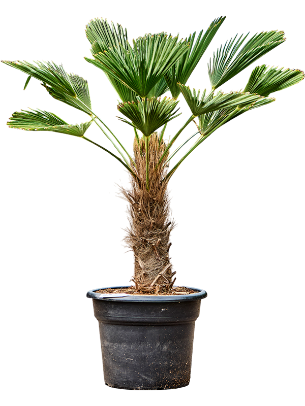 Windmill Palm Tree Trachycarpus wagnerianus