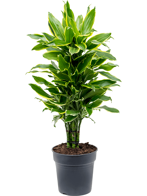 Insta-friendly Corn Plant Dracaena fragrans 'Golden Coast' Tall Indoor House Plants Trees