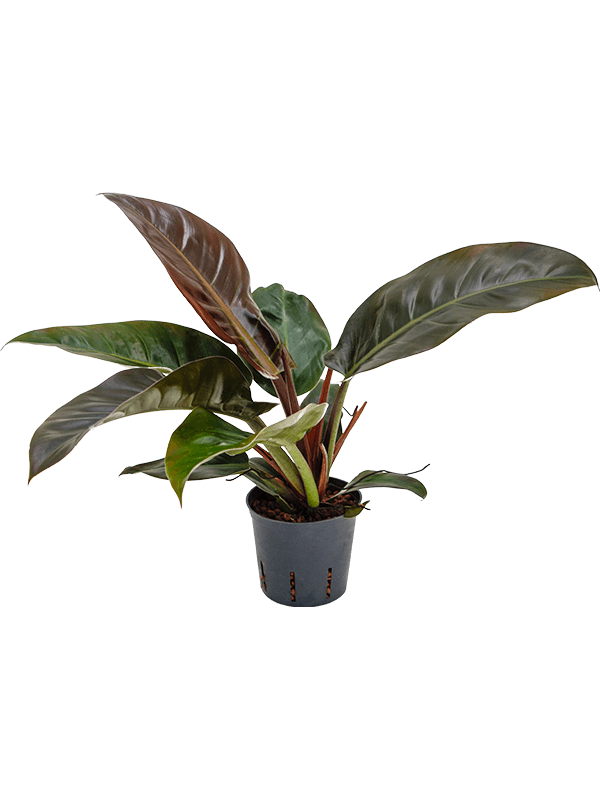 Lush Heart-Leaf Philodendron 'Imperial Red' Indoor House Plants