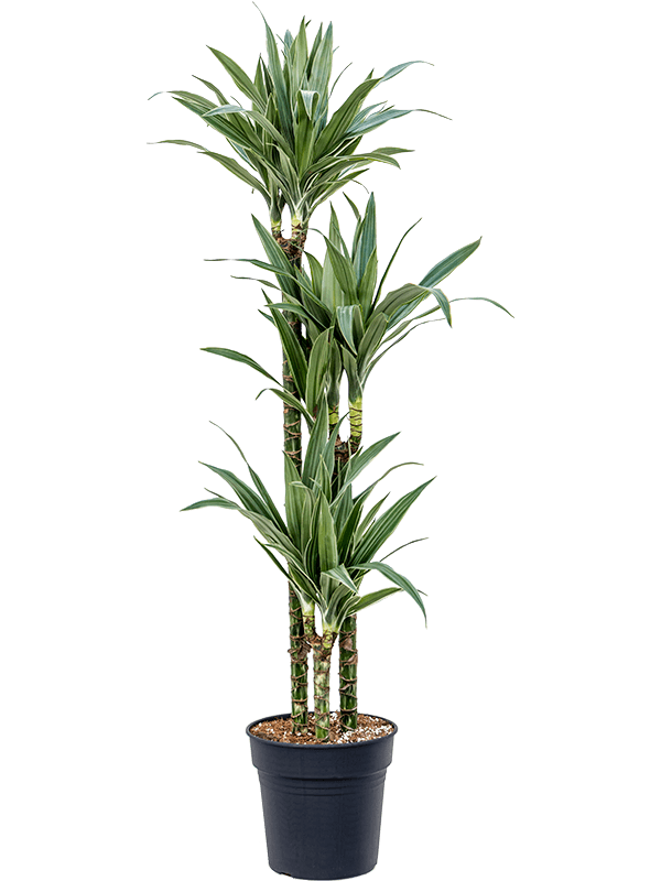 Insta-friendly Dracaena deremensis 'Warneckei' Tall Indoor House Plants Trees