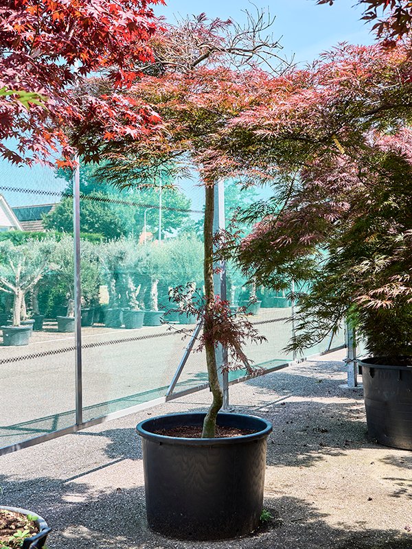 Acer pal. diss. 'Garnet'