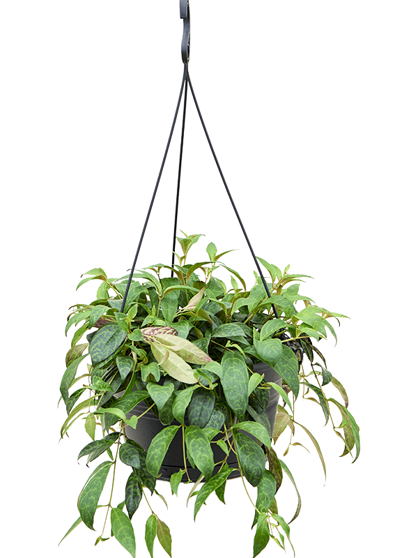 Showy Lipstick Plant Aeschynanthus marmoratus Indoor House Plants