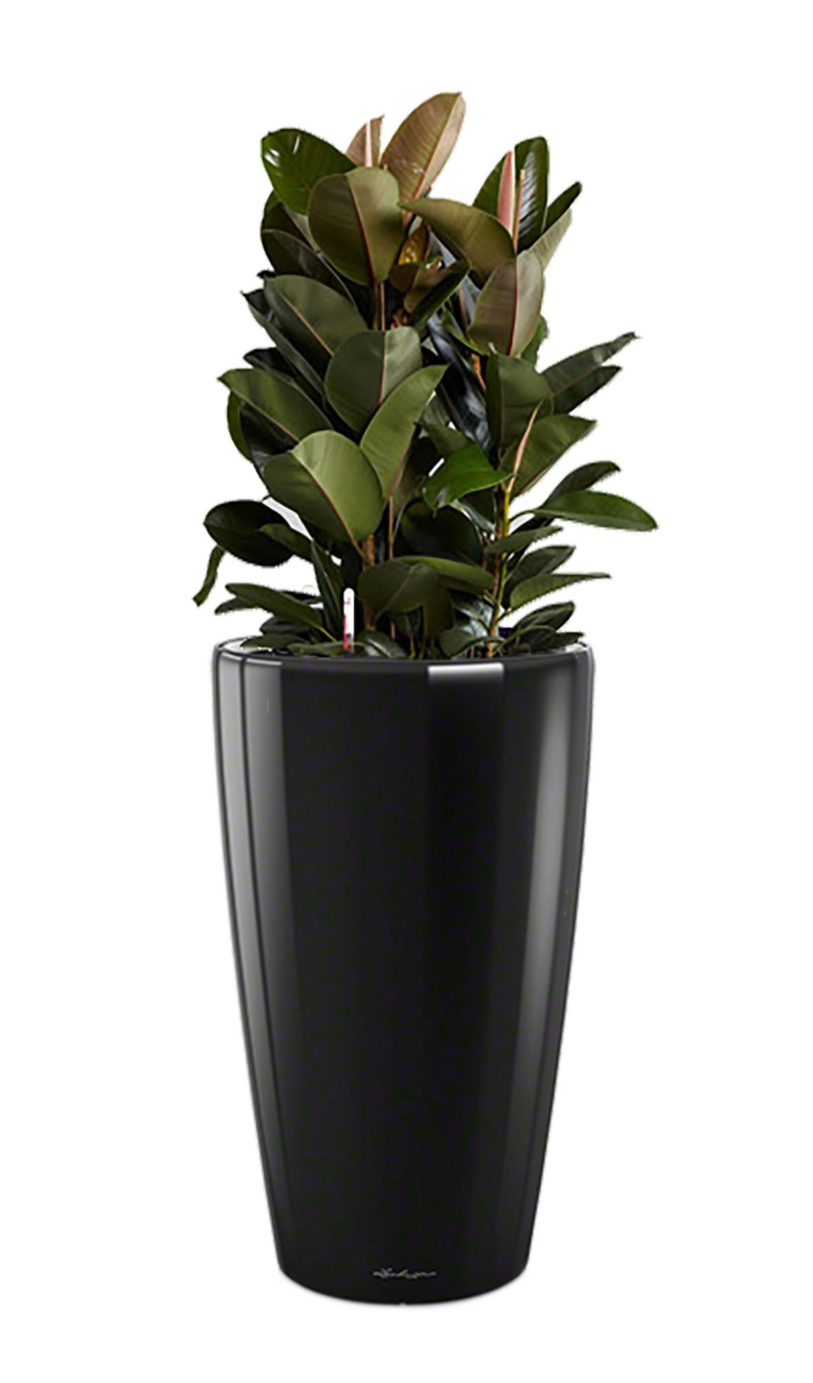 Ficus Elastica Robusta in LECHUZA RONDO Self-watering Planter, Total Height 160 cm